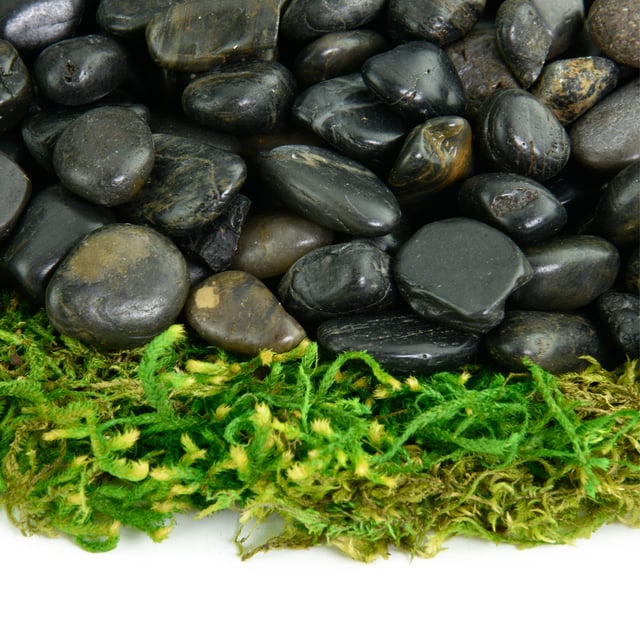 Black Polished decorative pebble in pile on moss