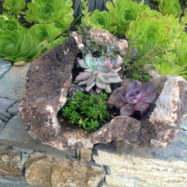 Lava pot rock planter with succulents on rock wall ledge
